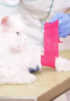 Bandaj elastic autoadeziv fara Latex roz 5cm x 4.5m imagine